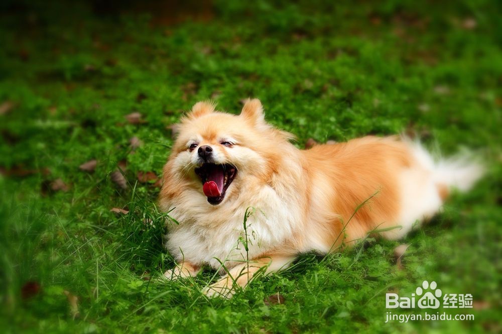 怎样读懂犬的心理特征?