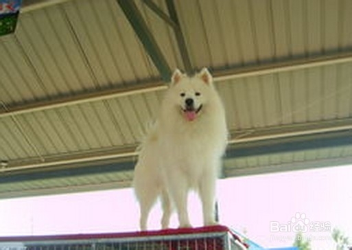 怎么训练狗狗在指定地方大小便