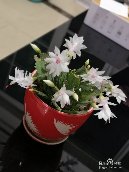 如何养护好蟹爪兰？