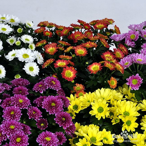 菊花扦插时间和方法