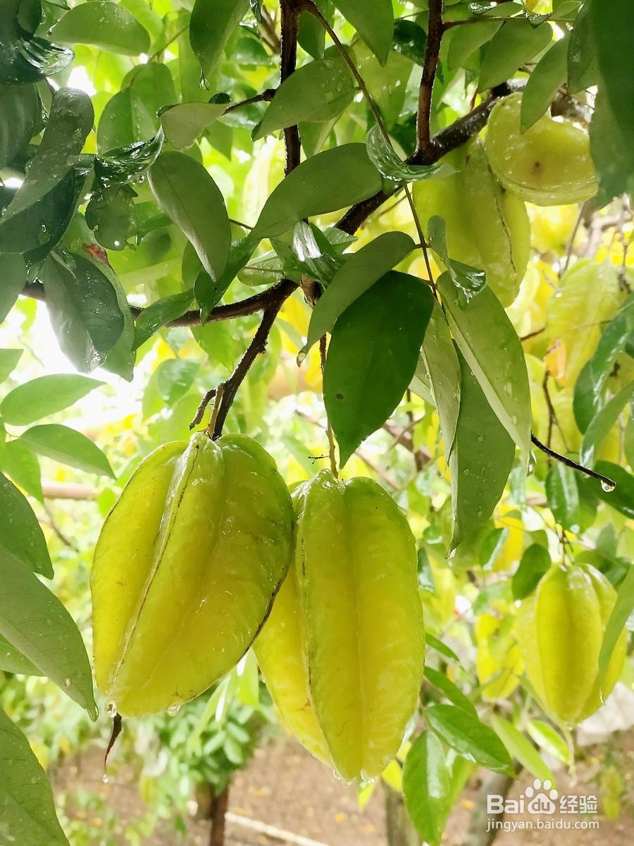 杨桃怎么存放熟的快