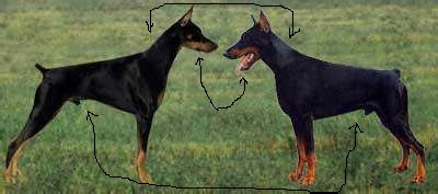 教你杜宾犬的备赛事项