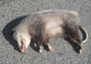 动物逃离危险的方法