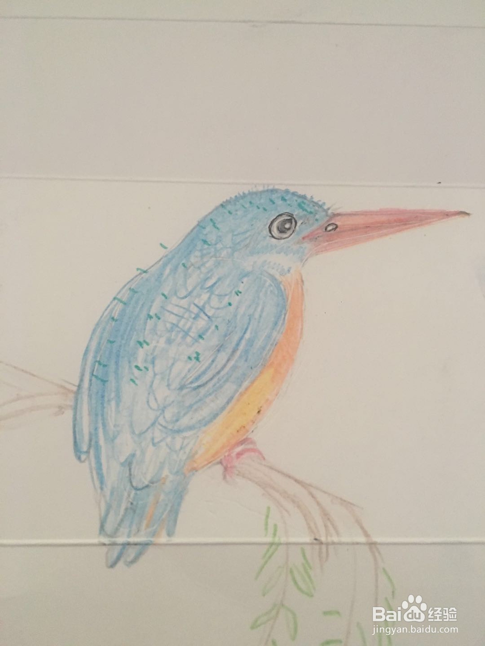 怎样画一只翠鸟的彩铅画呢