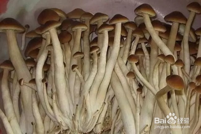 挑选茶树菇的 4 个小技巧
