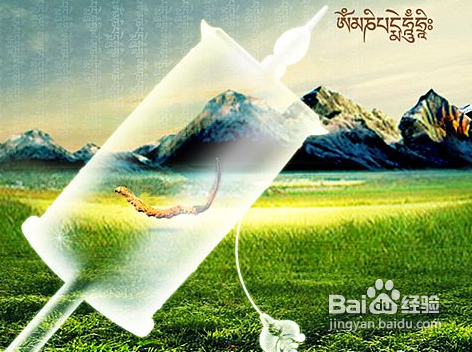 久久虫草精详解