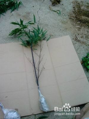 紫竹栽培方法