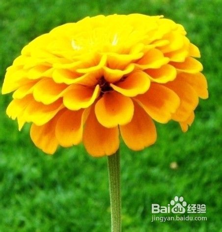 祛雀斑的偏方