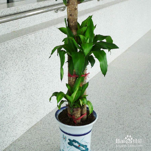 巴西木树桩怎么养