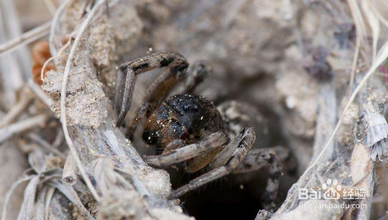 怎么抓地蜘蛛
