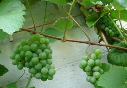 葡萄的生长习性有哪些
