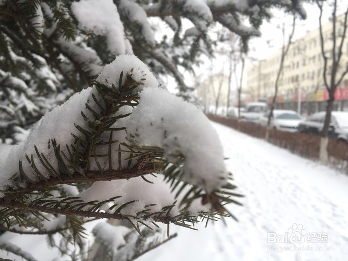 越是冬天越是去北方很合适
