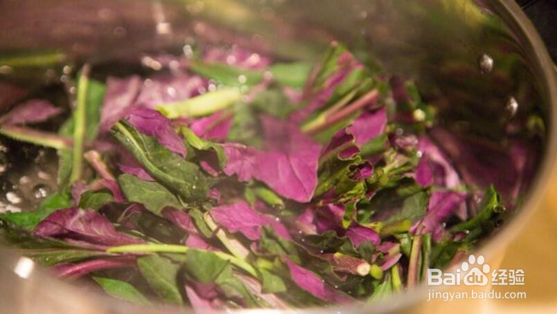 紫背天葵怎么吃