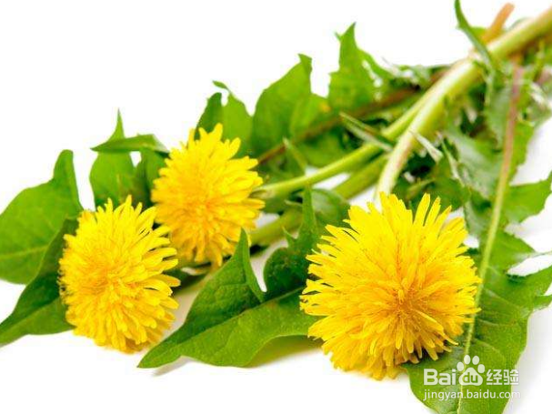 千万别再挖蒲公英了！你想不到的在这里！