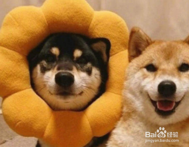 狗乱尿拉屎怎么办