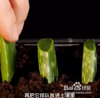 种植的小妙招