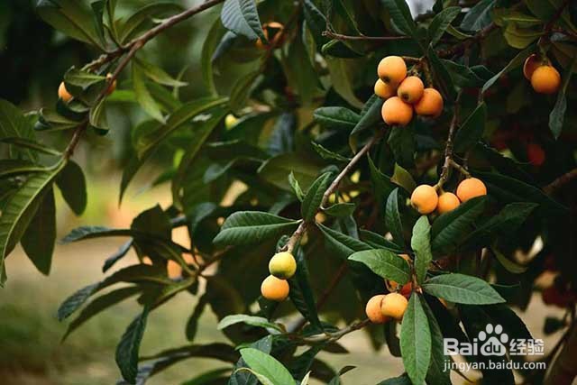 枇杷种植的管理要点和膨果增甜着色的方法