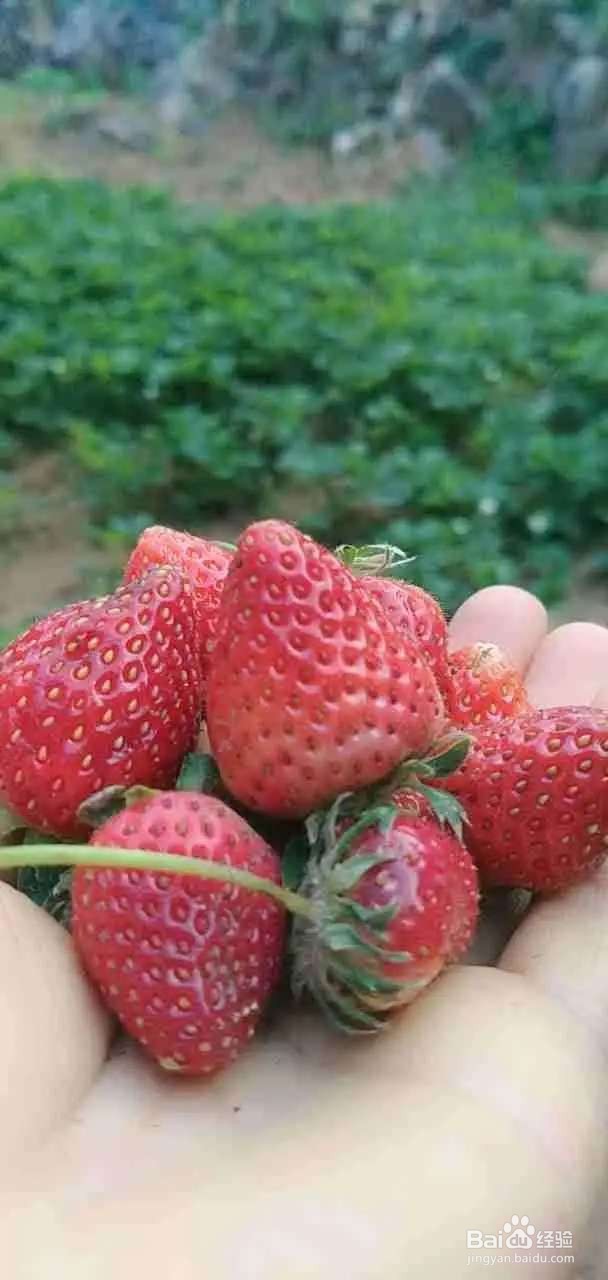 只用1个花盆,草莓长得吃不完