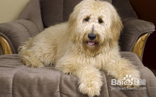 怎样解决狗狗身上有跳蚤的问题