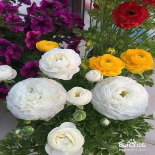 芹叶花怎么养 百度经验 芹叶花怎么养 百度经验