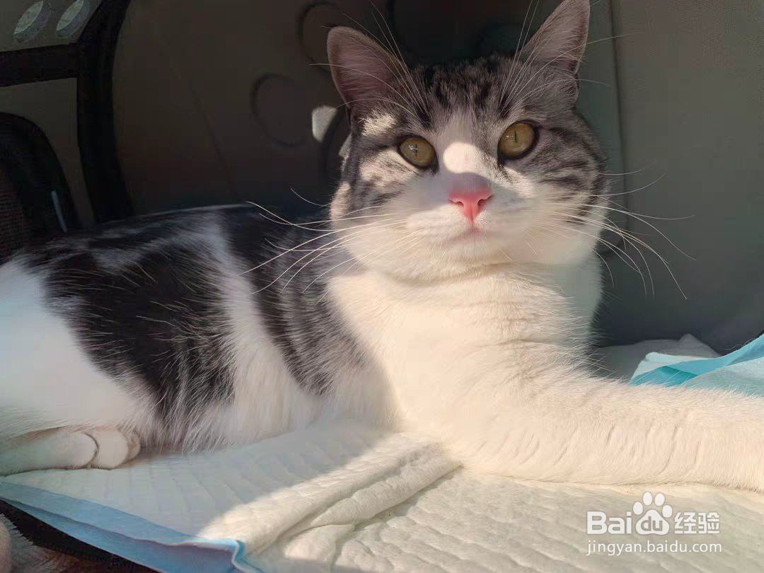 猫卵磷脂可以帮助猫咪美毛