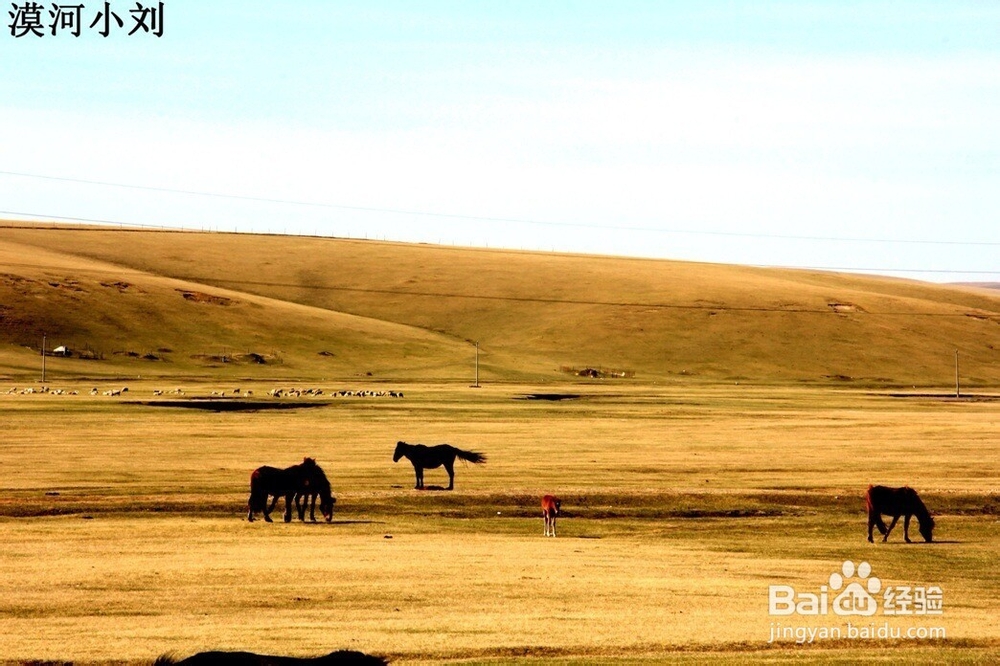 呼伦贝尔金秋草原