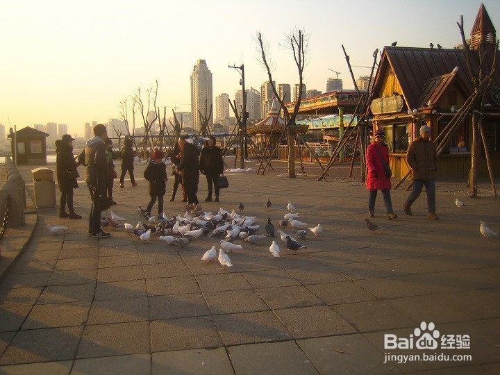 海边为什么要养鸽子