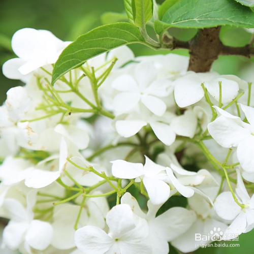 荚蒾的培育方法和注意事项