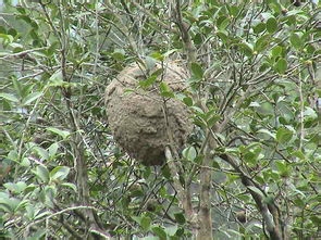 野外迷失方向该怎么办