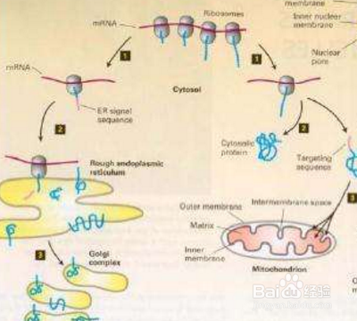 核糖体在哪里合成？