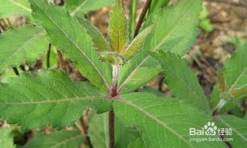 沙参的几种食用方法及其作用