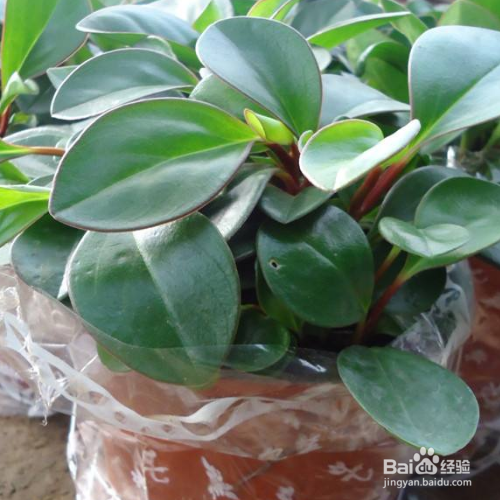 紫边碧玉椒草的养殖方法和养殖技巧