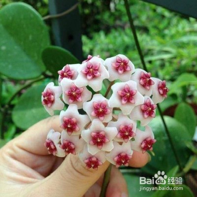 教你养绿叶球兰