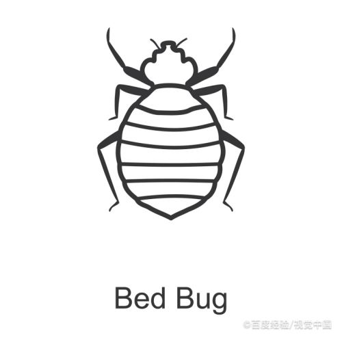 广东的臭虫怎么处理