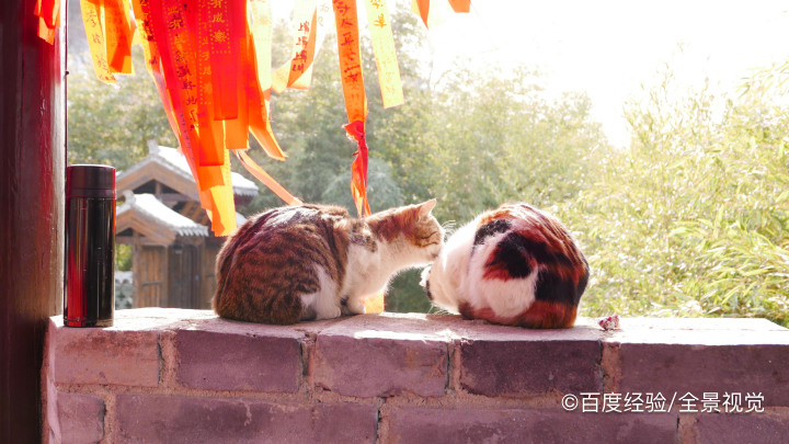 奶猫不吃奶虚弱怎样救