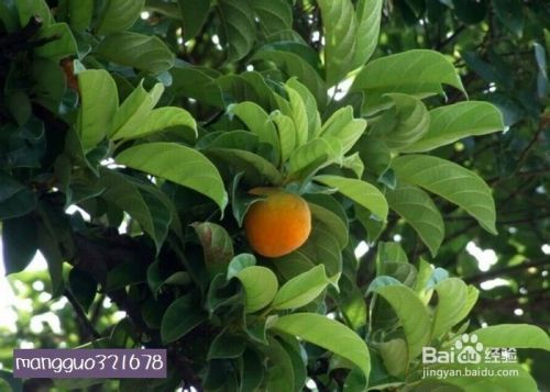 怎么用白桂木 百度经验