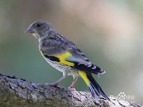 怎么喂养金翅雀幼鸟