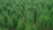 100%无毒或低毒的除虫办法