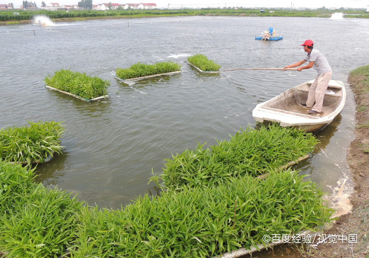 孕妇能不能吃空心菜