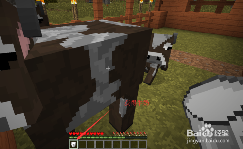 Minecraft我的世界牛怎么驯服牛怎么繁殖和挤奶 百度经验