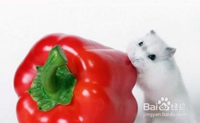 仓鼠死后如何处理