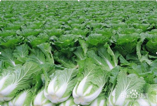 如何选购白菜？