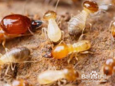家里怎么除白蚁？