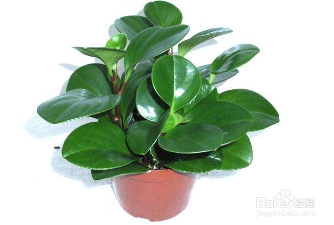 养殖的碧玉花烂根是什么情况？