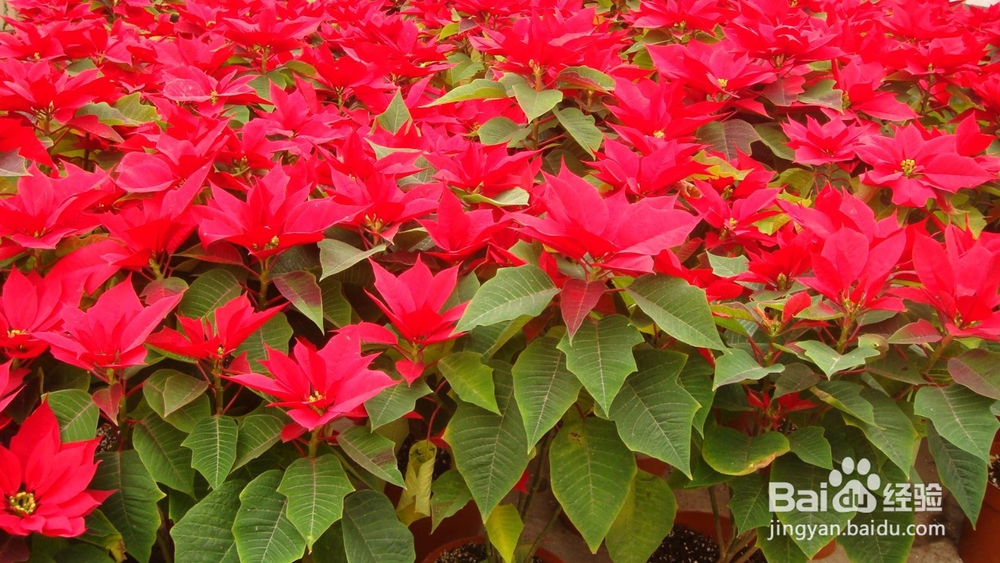 哪些花卉有毒，养植需要谨慎