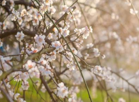 观察附近的一处景物再按顺序写下来小练笔怎么写
