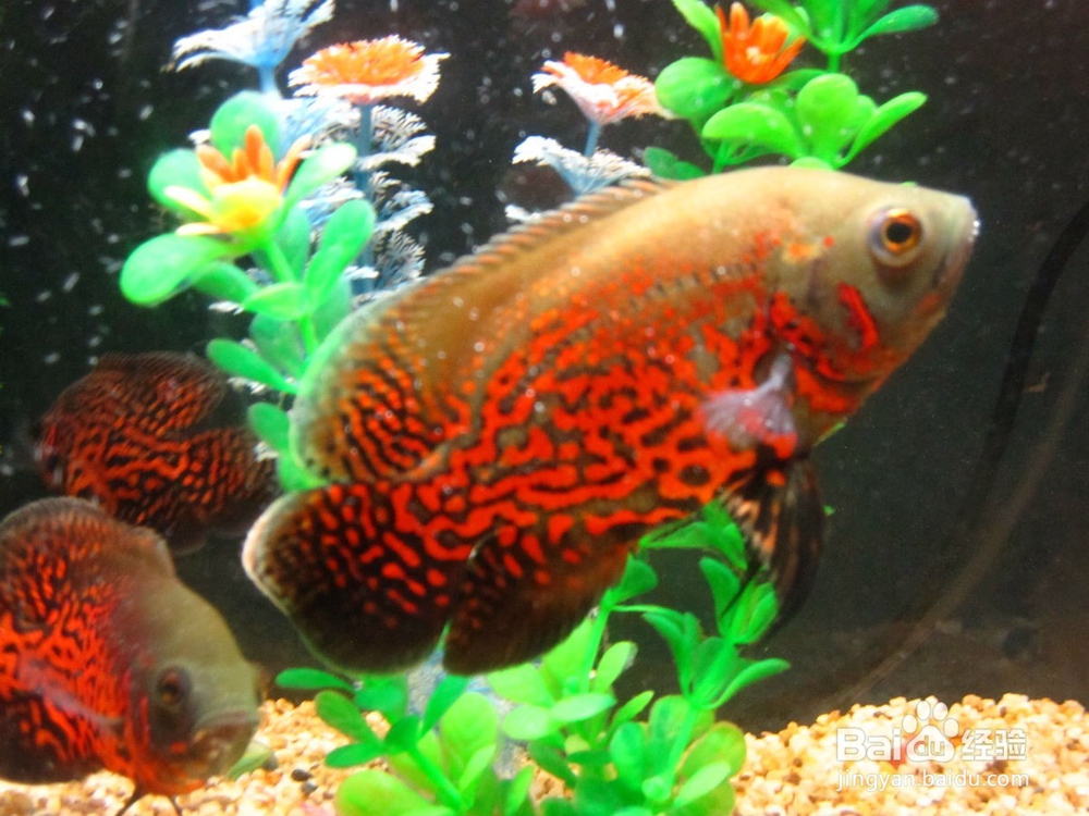 地图鱼怎样养殖养殖