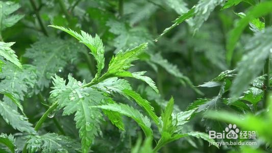 五月适合吃什么时令蔬菜