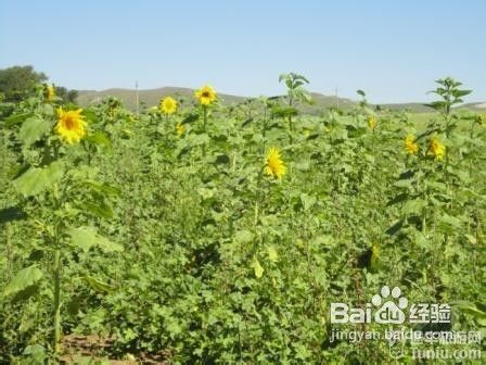 丰宁坝上草原游记