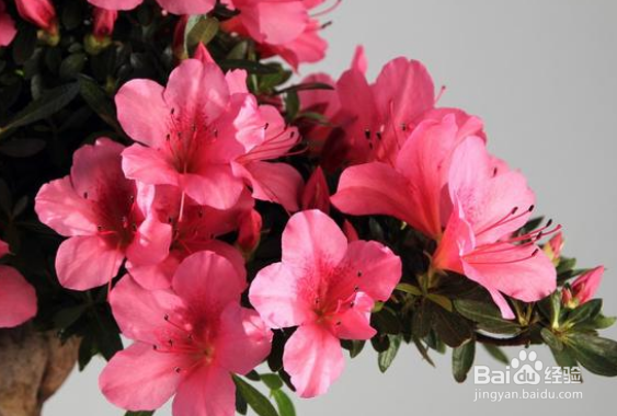 养的杜鹃不开花是什么原因